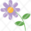 asteraceae-asterales-blossom-chamomile-daisy-flower-icon