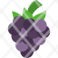 blackberry-fruit-food-fresh-healthy-icon