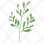 boxwood-plant-nature-icon