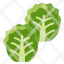 brussel-sprouts-leaves-vegetable-food-icon