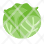 cabbage-vegetable-food-leaves-green-icon