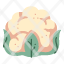 cauliflower-food-vegetable-agriculture-fresh-healthy-icon