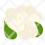 cauliflower-vegetable-food-plant-green-icon