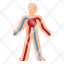 circulatory-blood-body-system-anatomy-icon