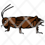 cricket-entomology-insects-animal-pest-icon