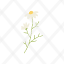 daisy-plant-nature-icon