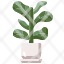 fiddle-leaf-figfiddle-fig-botany-indoor-plants-farming-gardening-decor-plant-pot-nat-icon