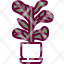 fiddle-leaf-figfiddle-fig-botany-indoor-plants-farming-gardening-decor-plant-pot-nat-icon