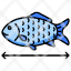 fisheries-fish-size-sizing-fishermen-seafood-growth-icon