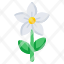 jasmine-flower-floweret-blossom-botany-nature-icon