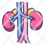 kidneys-body-health-human-internal-kidney-medical-icon