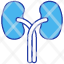 kidneys-organ-anatomy-medical-kidney-human-icon
