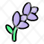 lavender-flower-plant-blossom-garden-floral-nature-icon