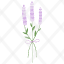 lavender-plant-nature-icon
