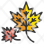 leaf-maple-autumn-nature-botanical-leaves-foliage-icon