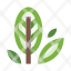 leaves-foliage-plant-herb-leaf-nature-botany-icon