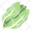 lettuce-food-vegetable-agriculture-fresh-healthy-icon