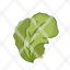 lettuce-green-leaf-vegetable-food-icon