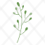 maidenhair-fern-plant-nature-icon
