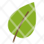 nature-leaf-icon