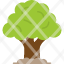 oak-oaktree-generic-tree-shrub-icon
