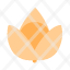 open-physalis-icon