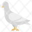 pigeon-bird-animal-dove-nature-icon
