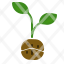 planting-coffee-tree-seed-bean-grow-icon