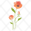 poppy-plant-nature-icon