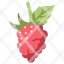 raspberry-agriculture-fresh-healthy-food-fruit-bunch-icon