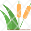 reed-bullrush-cattail-plant-sedge-icon
