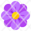 rosette-flower-floweret-blossom-botany-nature-icon
