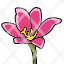 saffron-flower-spring-gardening-plant-icon
