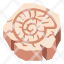 shell-fossil-old-rock-snail-spiral-icon