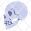 skull-anatomy-body-bone-face-head-skeleton-icon
