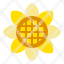 sun-flower-sunflower-nature-spring-icon