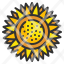 sunflower-blossom-petals-botanical-garden-flower-nature-icon