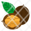 walnut-nut-nuts-snack-organic-icon