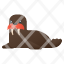 walrus-animal-icon
