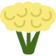 cauliflower-icon