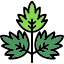 coriander-cilantro-celery-food-herb-leaf-parsley-icon