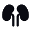 kidneys-kidney-anatomy-organ-human-icon