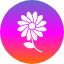 bloom-blossom-flower-harmony-lotus-yoga-icon
