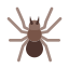 spider-icon