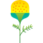 pineappleweed-pine-matricaria-discoidea-blossom-floral-nature-flowers-icon