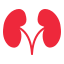 kidney-anatomy-medicine-organ-medical-icon