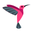 hummingbird-icon
