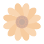 aroma-blossom-calendula-flower-flowers-marigold-nature-icon