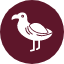 albatross-seabirds-animal-bird-icon