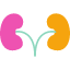 bladder-kidneys-nephron-organ-urine-icon-vector-design-icons-icon